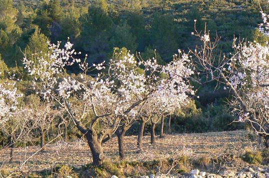 Вилла Finca Gaeta