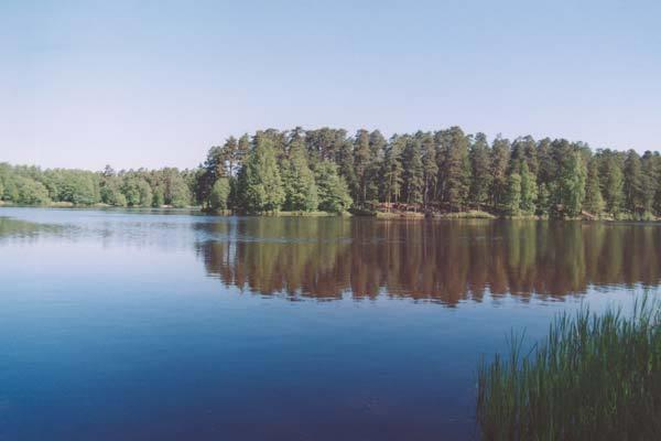 Мини-отель Villa Forest