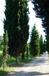Апартаменты Podere Capraria