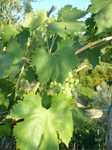 Отель Agriturismo Poggio all'Olmo