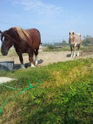 Отель Agriturismo Podere Roveto