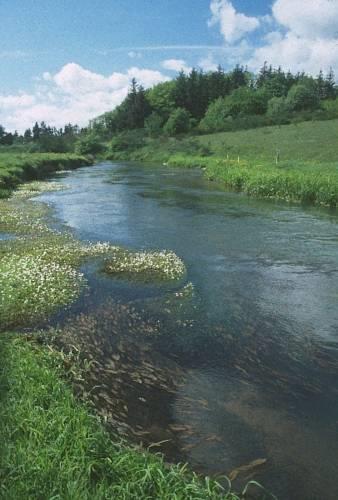 Отель Enderupskov Camping & Cottages