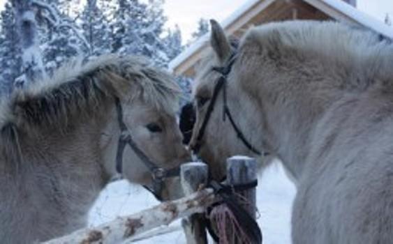 Отель Hostel Inari City
