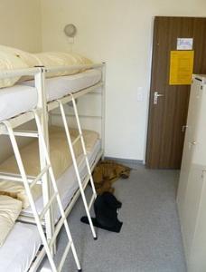 Отель Mountain Hostel Crap Sogn Gion