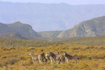 Отель Sanbona Wildlife Reserve