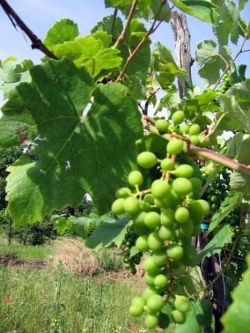 Отель Antica Quercia