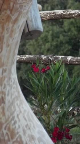 Отель Agriturismo Pedru Caddu