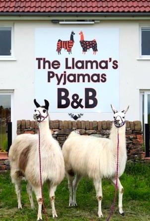 Мини-отель Llamas Pyjamas