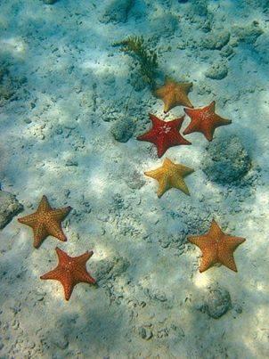 Апартаменты Tre Delfini - Stelle Marine