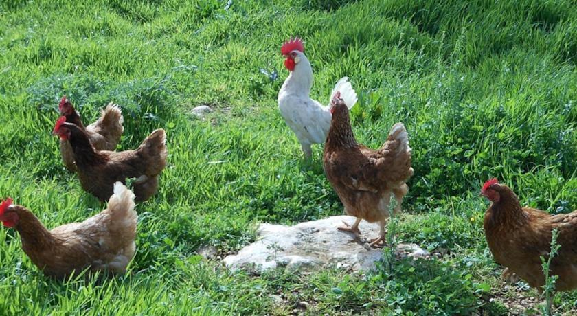 Отель Agriturismo Masseria Casedde Vecchie