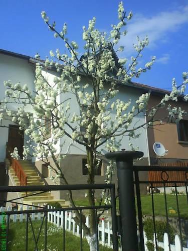 Апартаменты Iundova Guest House