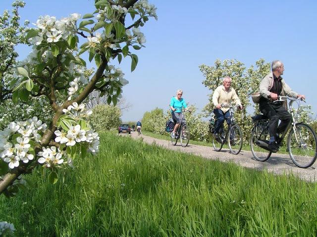 Отель Camping Betuwe