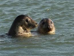 Мини-отель Buitenplaats oosterschelde