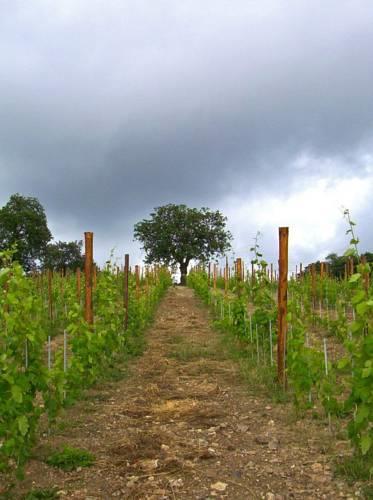 Отель Agriturismo Terra di Vento