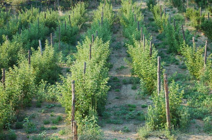Отель Agriturismo Il Filare