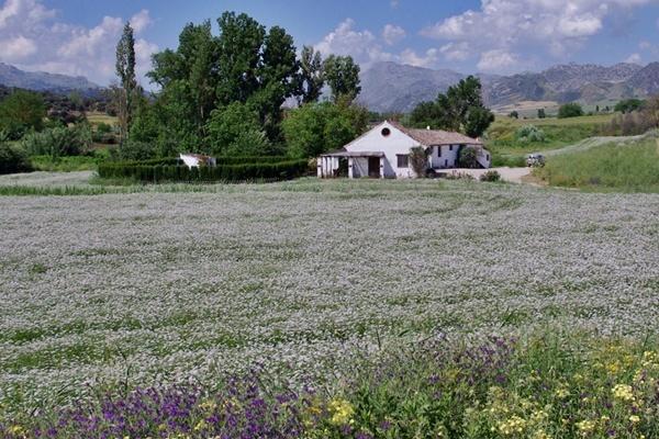Апартаменты Holiday Home Finca Retama