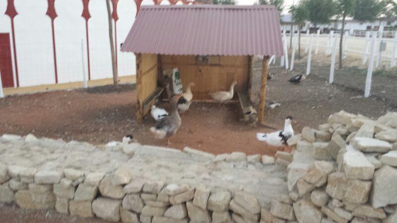 Отель Complejo Rural Los Villares