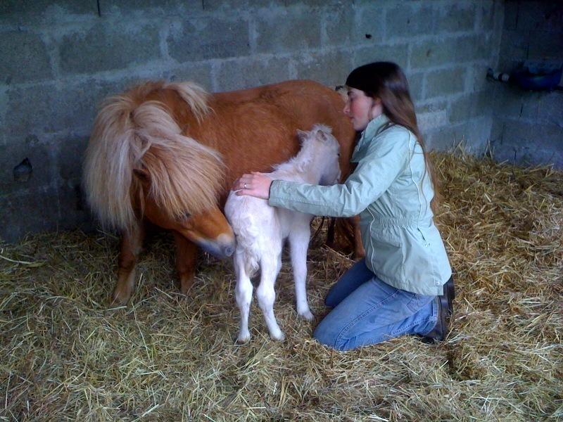 Апартаменты Les gîtes du Centre Equestre