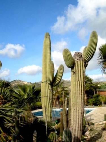 Мини-отель Relais Garden Cactus B&b