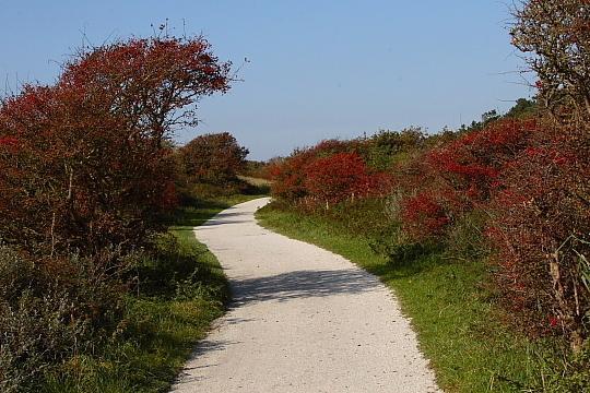 Апартаменты Buiten de Duinen