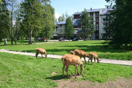 Апартаменты Wili Tatry Apartments