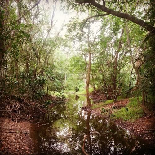 Отель Leopard Trails Wilpattu