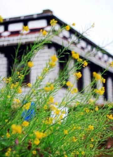 Хостел Daocheng Flower Hostel