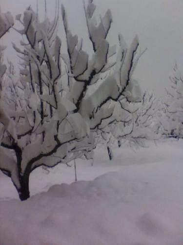 Отель Thakur Dass Village Resort