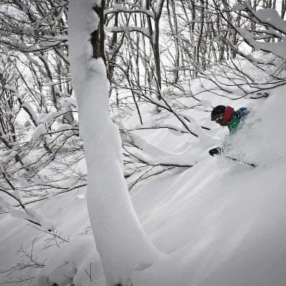 Elk at Hakuba