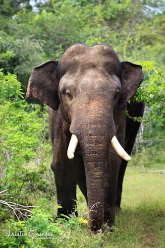 Отель Yala Safari Camping