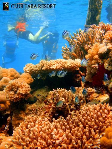 Отель Club Tara Island Resort