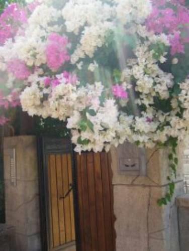 Bodrum Ege Evleri