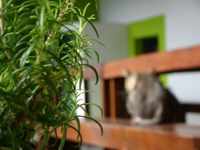 Хостел Sawmill Hostel