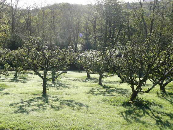 Гостевой дом Plas Gwynfryn