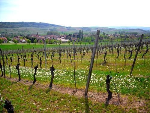 Апартаменты Gîte Griotte et Cannelle