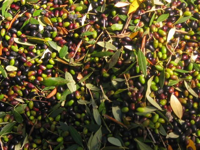 Отель Campeggio Olimpo