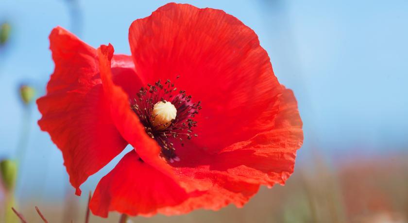 Отель Inter-Hotel Les Coquelicots