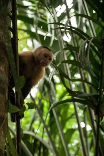 Отель Hostal y Cabinas Tortuguero