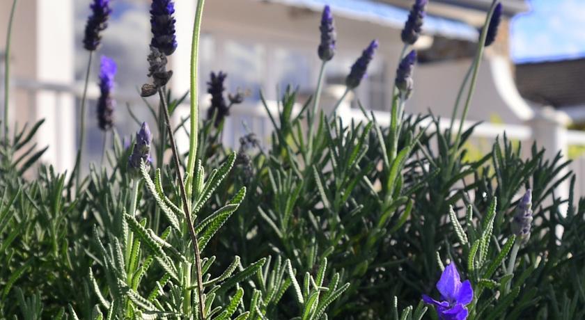 Мини-отель Lavender Terrace B&B