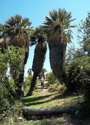 Отель La Palmita