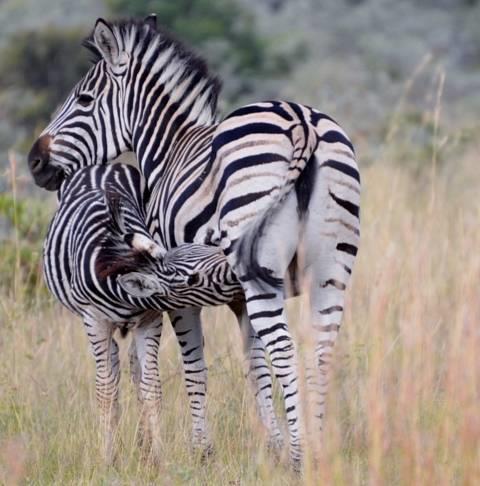 Отель Wild & Free Private Game Lodge