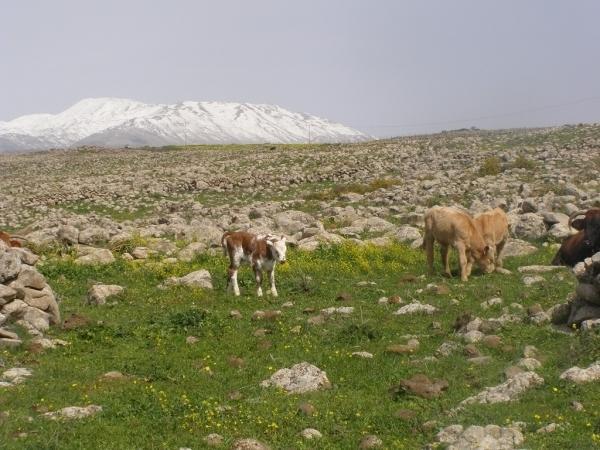 Отель Adar Suites in the Golan