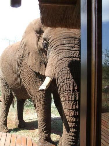 Отель Rhulani Safari Lodge