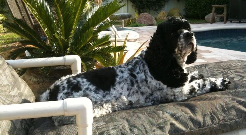 Pet Friendly Orlando Vacation Rentals