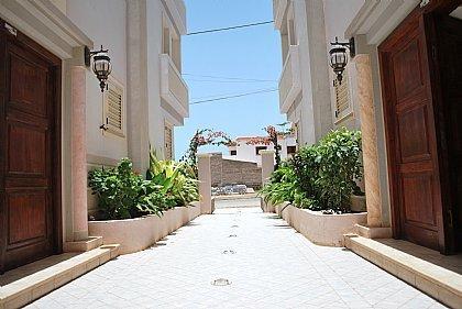 Oasis Palmeira