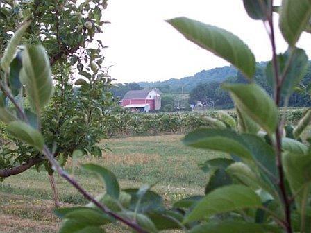 Мини-отель Grapeview Studio on the Vineyard