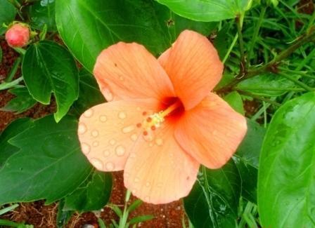 Гостевой дом Panorama Guesthouse Beau Vallon