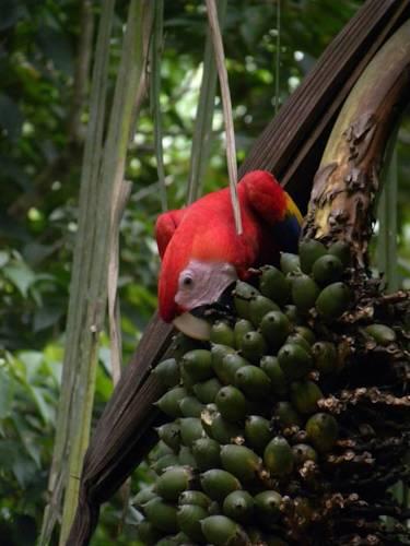 Отель Macaw Lodge