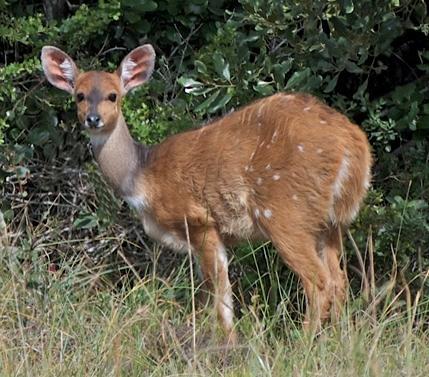 Отель Oribi Haven