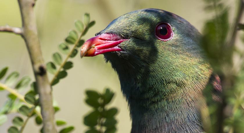 Мини-отель Bushy Point Fernbirds B&B